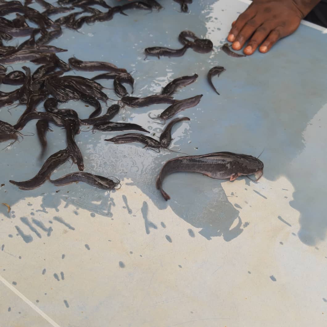 JA Catfish Masters farm pond — live catfish