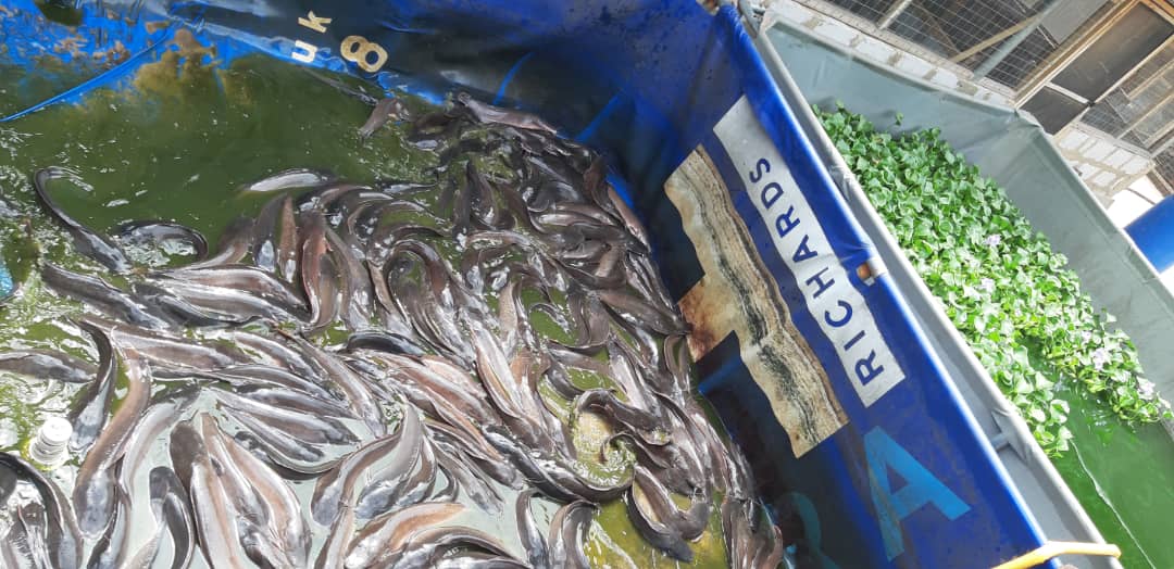 Live catfish from JA Catfish Masters