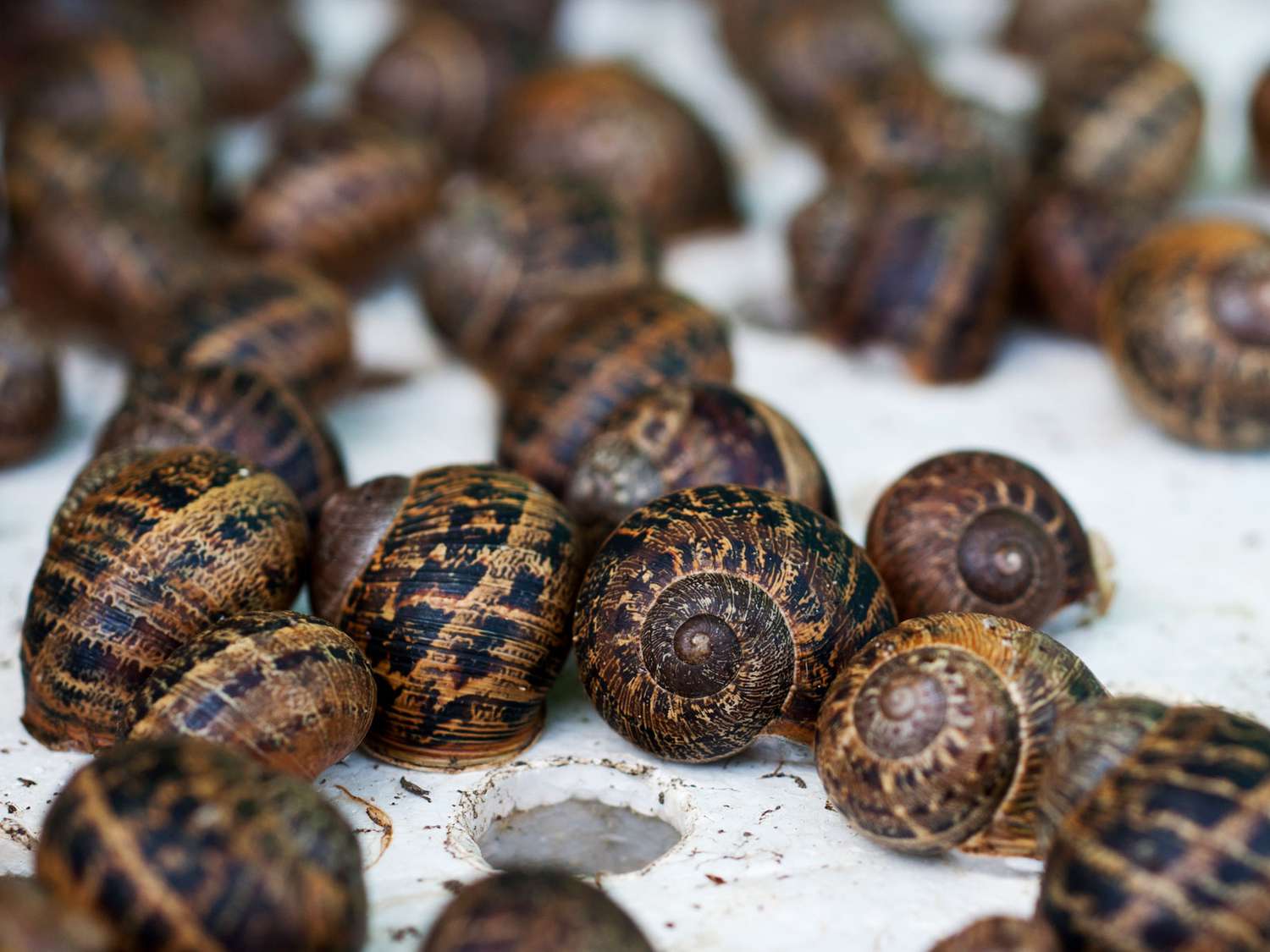 live snails from JA Catfish Masters
