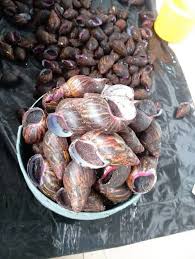 processed snails from JA Catfish Masters